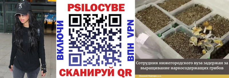 блэк спрут вход Новочебоксарск Псилоцибиновые грибы Magic Shrooms